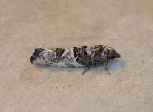 Réf. 202 387 : Phaneta pauperana